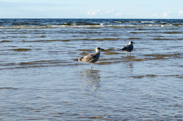 Two big birds on the beach