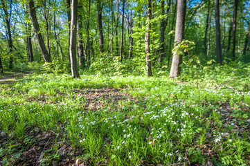 Green summer forest with strong vegetation