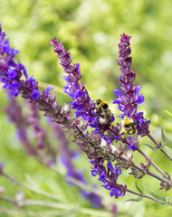 woodland sage flowers