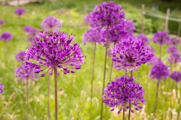 Allium purple flowers on a field