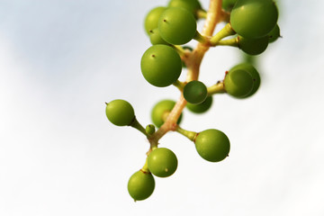 young grapes