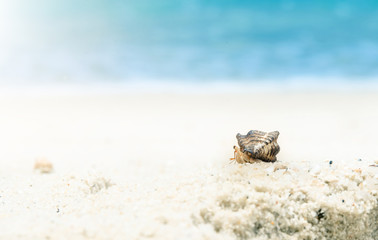 Hermit crabs
