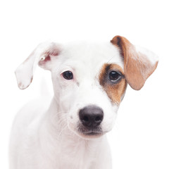 Jack Russell Terrier © kirillica