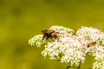 insect on a flower called 