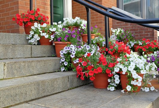 Fowers in pots on a doorstep