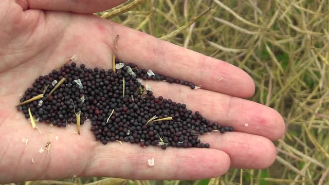 Mature oilseeds of rapeseed oil (Brassica napus) in hand, for the production of biofuels and high quality rapeseed oil, family  Brassicaceae, rape and rapa, residues mature seed pods, Europe, EU