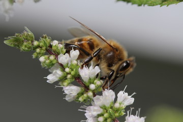 Abeille 3