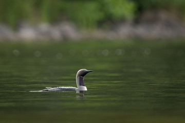 Black-throated loon