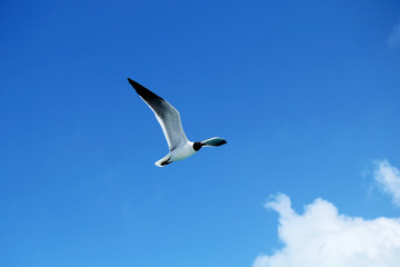 Seagull flying against a blue sky