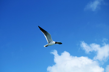 Obraz premium Seagull flying against a blue sky