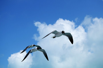 Fototapeta na wymiar Seagulls flying against a blue sky with clouds