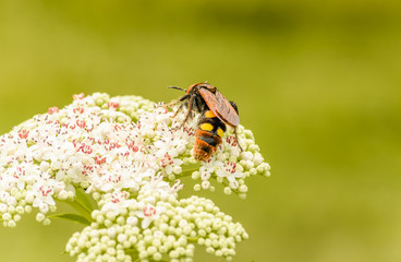 insect on a flower called 