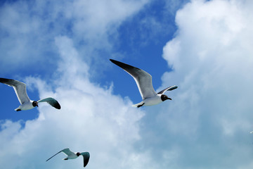 Seagulls flying against a blue sky with clouds