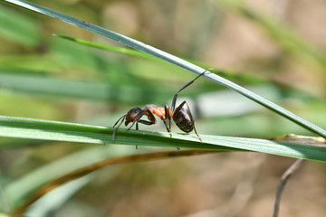 big forest ant on the grass	