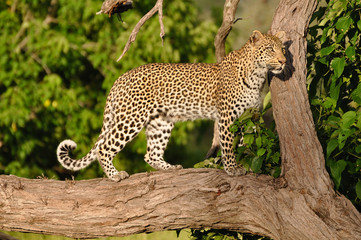 Naklejka premium Sunlit Leopard 