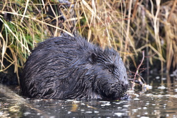 european beaver in winter time