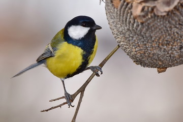 great tit and sunflower ,winter will come soon