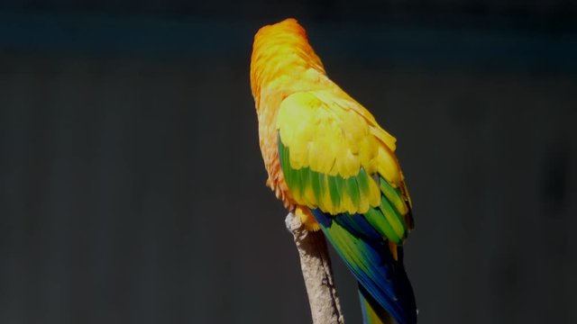 Close up of a sun conure parakeet sitting on a branch looking around.
