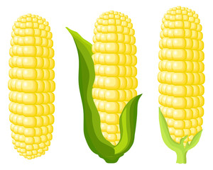 Corn cobs on white background. Vector Illustration set