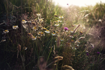 Wildflowers