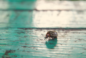 potato colorado beatle on wood