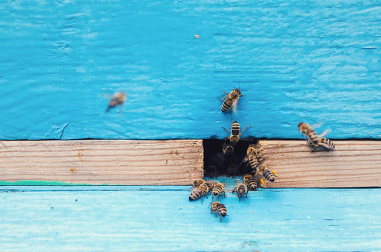 Bees near the beehive