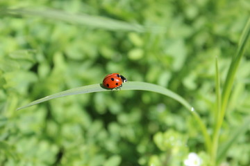 Coccinelle à sept points sur un brin d'herbe