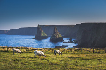 Stacks of Duncansby near John o Groats, Highland, Scotland, UK