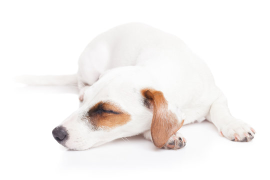 Sleeping Jack Russell terrier