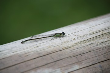 Libellule