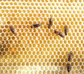 Bees on frame with honey close up