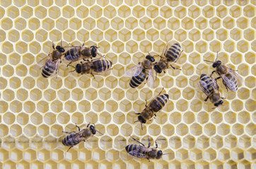 Bees on frame with honey close up