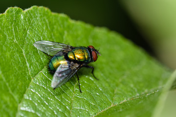 Close up macro of bluebottle fly on green leaf