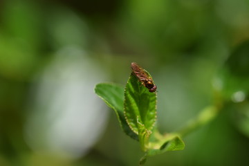 Close up macro of hoverfly resting on a green leaf