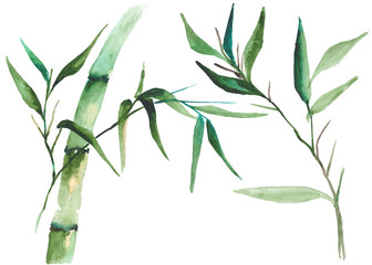 Watercolor bamboo illustration - obrazy, fototapety, plakaty