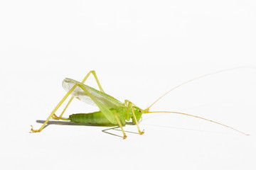 Green Bush cricket on a white background