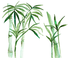 Fototapeta na wymiar Watercolor bamboo illustration