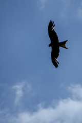 Wild falcon on the sky