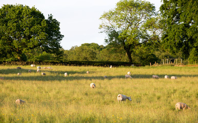 Sheep grazing in a grass field in evening sun