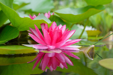 Spegelung im Wasser mit einer Seerose