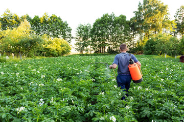 Man spraying of pesticide on potato plantation in summer. Farmer.