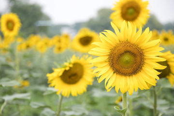 Fototapeta premium Beautiful yellow sunflower in the farm background