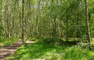 Typical british birch woodland
