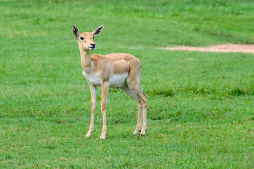 fawn potrait