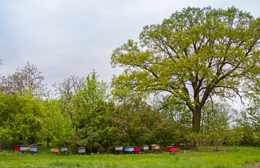 apiary under the tall trees Quercus robur