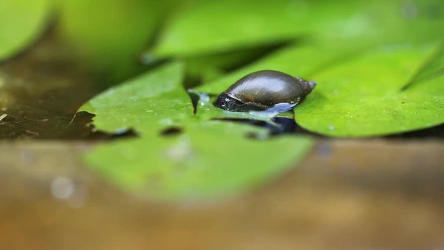 snail freshwater on lotus leaf in pond.