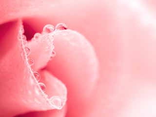 Close-up image of beautiful pink rose flower with droplet. Valentine day, love and wedding concept. Selective and soft focus.