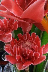 赤いベトナムの花　クローズアップ