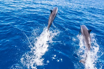 Abwaschbare Fototapete Delfin Delfin