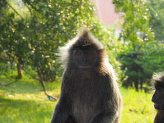 Singe